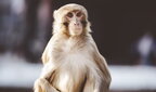 У Польщі зареєстрували перший випадок віспи мавп