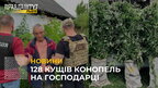 128 кущів конопель на господарці: на Львівщині затримали розповсюджувача наркотиків (відео)