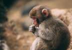 У ВООЗ оголосили глобальну надзвичайну ситуацію через поширення мавпячої віспи