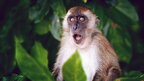 Найбільша кількість випадків захворювання на віспу мавп зафіксована в США