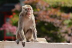 У США зафіксували першу смерть від мавпячої віспи