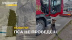 Пса не проведеш: на кордоні з Польщею службовий собака виявив у далекобійника наркотики (відео)