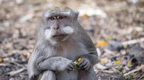 В Україні підтвердили другий випадок віспи мавп