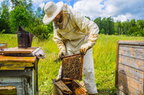Врятували бджоли: на Київщині російські окупанти замінували вулик