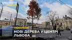 У центрі Львова посадили понад 20 кленів-яворів