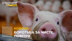Боротьба за чисте повітря: суд не погодив припинення діяльності свиноферми у селі Гряда (відео)