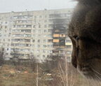 Кіт-блогер Степан повернувся до Харкова (фото)