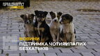 У Львові проживає близько 300 безпритульних собак: як допомогти чотирилапим? (відео)