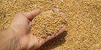 Українське зерно: Чехія не буде обмежувати імпорт