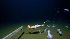 У Японії зафільмували рибу на найбільшій за історію зйомок глибині — 8,3 кілометра