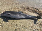 У Азовському морі гинуть дельфіни через дії окупантів