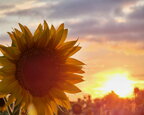 В Україні прогнозують до +27°, переважно без опадів