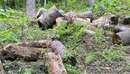 Понад 22 млн грн: У Карпатському заповіднику незаконно вирубали ліс