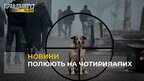 Пси у небезпеці: у Львові знову орудують догхантери
