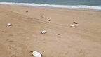 На східному узбережжі Уругваю виявили близько 2 тисяч мертвих пінгвінів