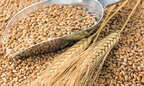 Українські аграрії вже намолотили майже 16,6 млн тонн зерна