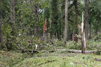 У Литві негода зламала понад 540 тисяч дерев по всій країні