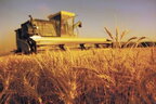 Мінагрополітики збільшило прогноз цьогорічного врожаю зернових та олійних