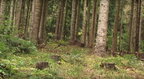 На Львівщині Галсільліс за пів року висадив 2 млн дерев