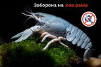 В Україні розпочинається заборона на вилов раків
