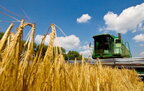 Індія веде переговори з рф щодо можливості імпорту пшениці