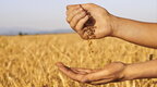 Субсидії на експорт зерна: в Україні очікують від ЄС компенсацію фермерам