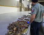 У Польщі вилучили понад 23 кг контрабандного бурштину зі Львівщини