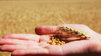 Одещина лідер за врожайністю зернових - Мінагрополітики