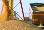 Єгипет закупив понад пів мільйона тонн пшениці з рф – Reuters