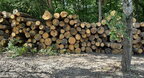 На Волині експрацівники лісового господарства організували незаконні рубки дерев на 22 млн грн.