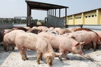 На Київщині зареєстровано новий випадок захворювання свиней на африканську чуму
