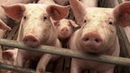 На Київщині зафіксовано спалах африканської чумки свиней: на прилеглій території оголошено карантин