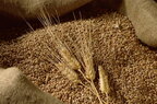США прогнозує скорочення світового виробництва пшениці