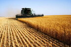 Жнива: аграрії зібрали вже 63,2 мільйона тонн зернових та олійних