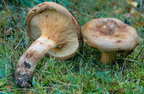 На Хмельниччині подружжя отруїлося грибами