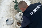 На Рівненщині  викрито групу незаконних бурштинокопачів, вилучено понад 100 кг "сонячного" каміння