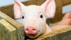 На Харківщині виявили чуму свиней
