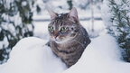 В Україні прогнозують сніг та дощ, вночі подекуди до 18° морозу