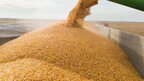 Польща збереже заборону на ввезення українського зерна