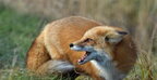 На Прикарпатті збираються відстрілювати лисиць