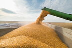 Пʼять країн ЄС просять ввести мито на українське зерно