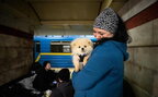 Українцям офіційно дозволили брати тварин в укриття