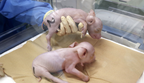В Японії вивели перших свиней для трансплантації людських органів