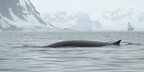 Українські полярники вперше задокументували зустріч із другим за величиною китом