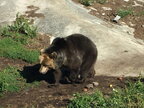 У Словаччині ведмідь поранив двох людей на вулицях міста
