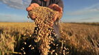 У Чехії запропонують заборонити імпорт зерна рф