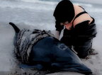 У Чорному морі у березні загинули десятки дельфінів: деталі