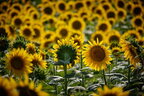В Україні переробка соняшнику зросла до трирічного максимуму - експерти