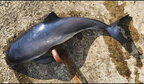 У Чорному морі за березень загинули 130 дельфінів