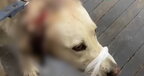 Мешканець Харкова отримав підозру: порізав голову безпритульному собаці